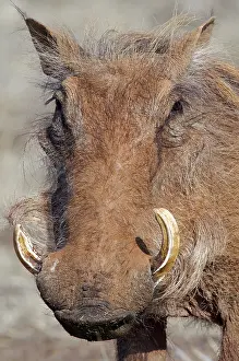 Warthog: Desert Warthog