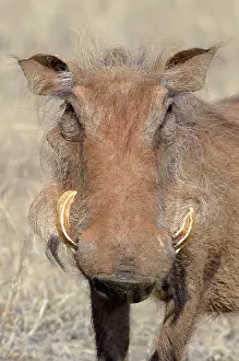 Warthog: Desert Warthog