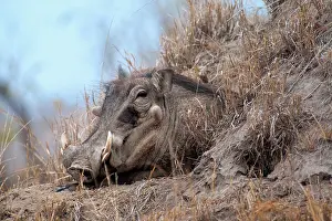 Warthog: Desert Warthog