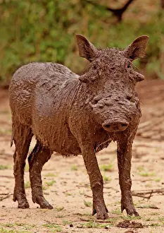 Warthogs: Desert Warthog - in mud