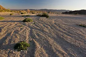 Blazing: A desert wash with Sand blazing star - Sylvia's