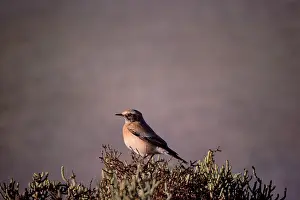Wheatears: DESERT WHEATEAR
