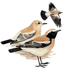 Oenanthe: Desert Wheatear