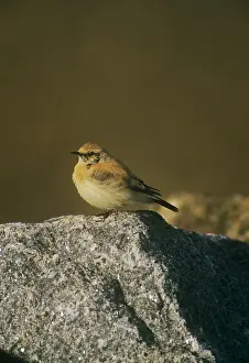 Wheatears: Desert Wheatear - male resting on a rockS