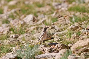 Wheatears: Desert Wheatear - non-breeding male