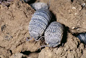 Woodlice: Desert Woodlice