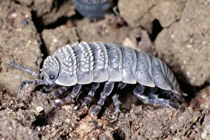 Woodlice: Desert Woodlouse - side view