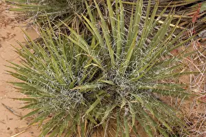Yuccas: A desert Yucca