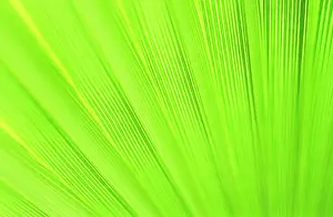 Filifera: Desertfanpalm