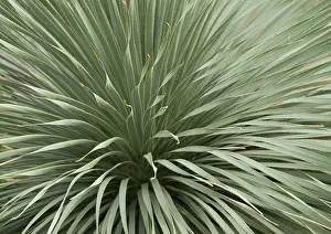 Sotol: DesertSpoon