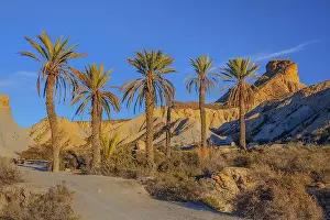 Tabernas: Desierto Tabernas - last light on badlands and palm