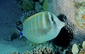 Surgeonfish: Desjardin's sailfin tang (Zebrasoma desjardinii)