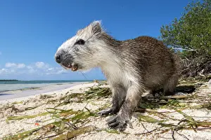 Jardines: Desmarest's hutia (Capromys pilorides) on the beach
