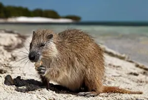 Hutia: Desmarest's hutia (Capromys pilorides), on the beach