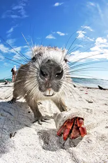 Hermit: Desmarest's hutia (Capromys pilorides) and Strawberry