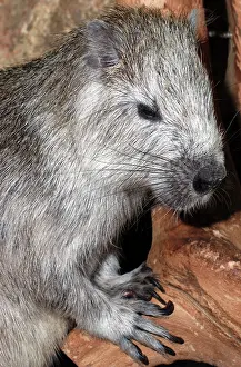 Hutia: Desmarest's Hutia - endangered species