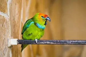 121118: Desmaret's Fig - Parrot - native of New Guinea