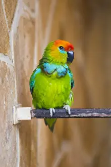 121118: Desmaret's Fig - Parrot - native of New Guinea Desmaret's