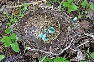 Destroyed: Destroyed Nest of an American Robin lying on ground