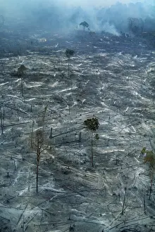 Burning: Destroyed Rainforest