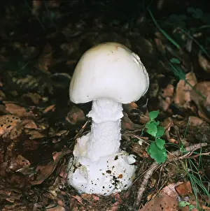 Destroying: Destroying Angel Fungi