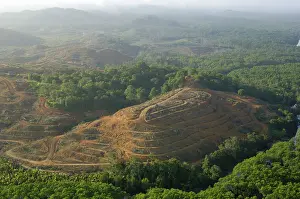 Guineensis: Destruction of rainforest: preparation for oil-palm
