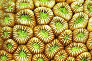 Polyps: Detail, Brain coral (Faviidae) Polyps indented