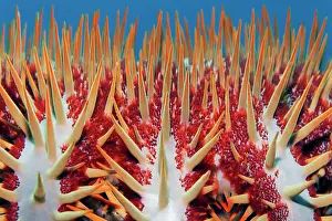 Thorns: Detail, crown-of-thorns starfish (Acanthaster planci)