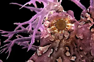 Philippine: Detail, eye of Popeyed scorpionfish (Rhinopias frondosa)