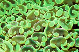 Ancora: Detail, hammer coral (Euphyllia ancora), green