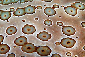 Cucumber: Detail, skin surface of leopard sea cucumber (Bohadschia