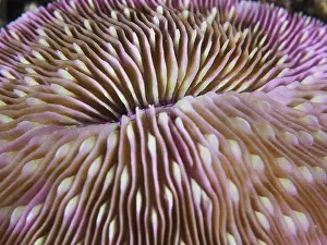 Indonesian: Detailed close-up of a pink mushroom coral (Fungia fungites)