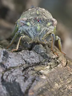Newly: Detailed close-up view of the face of a newly e