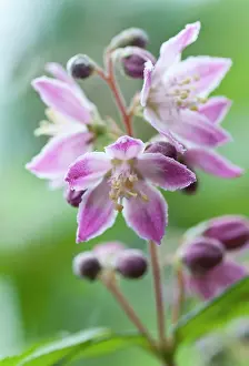 Hybrida: Deutzia