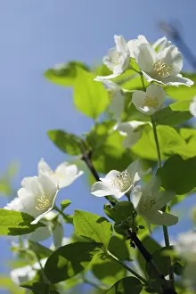 Gracilis: Deutzia