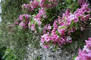 Prime: Deutzia
