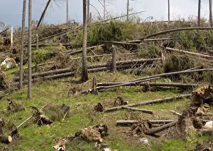 Winds: Devastated coniferous forest, by high winds, along