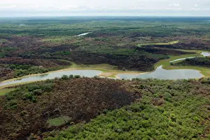 Peat: Devastated forest after fire, Pantanal
