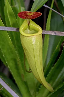 Container: Well developed pitcher of the pitcher plant (Nephentes