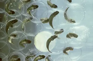 Lifecycle: Developing Bullfrog Eggs