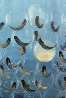 Ranidae: Developing Bullfrog Eggs