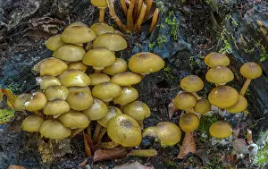 Clump: Developing clump of Honey fungus, Armillaria mel
