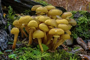 Clump: Developing clump of Honey fungus, Armillaria mel