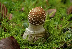 Amanita: Developing Panther cap fungus, Amanita pantherina