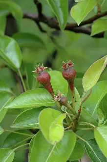 Pears: Developing Pears