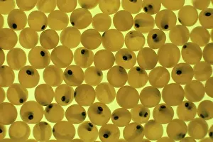 Cycles: Developing Trout Eggs