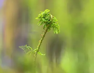 Halle: fern