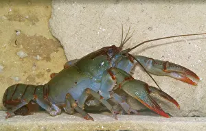 Crayfishes: Devil Crayfish