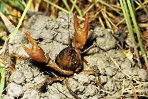 Cambaridae: Devil Crayfish
