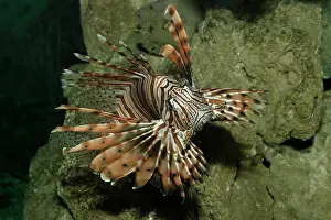 Firefish: Devil Firefish / Lionfish